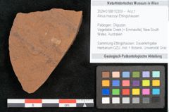 Foto (Objekt + Etikett) von Alnus mac-coyi Ettingshausen 1887 (NHMW-GEO-2024-0188-10359)